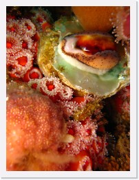 IMG_0068 * Chestnut Cowry on a piece of abalone shell surrounded by strawberry anenomes * 2448 x 3264 * (2.45MB)